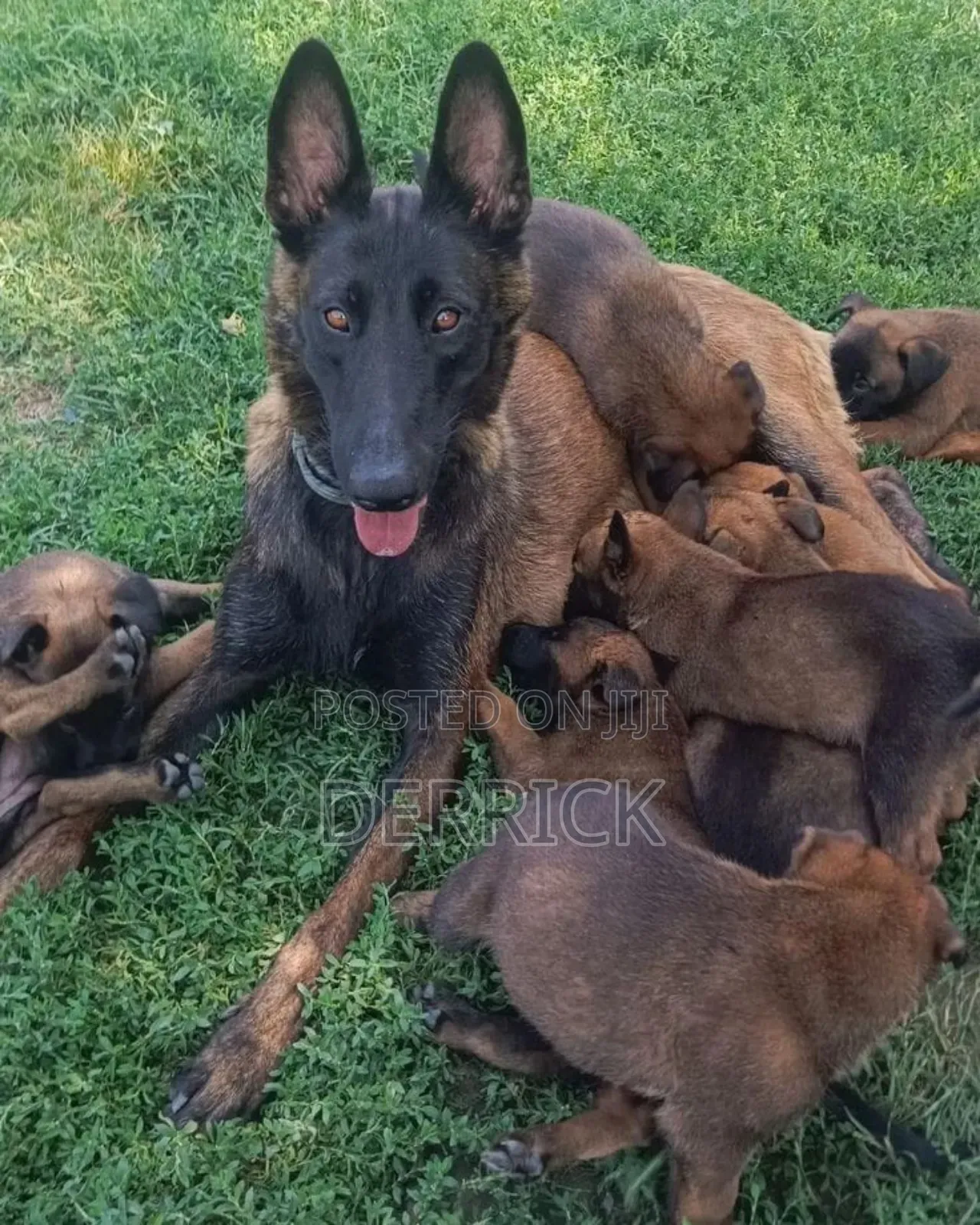 6-12 months Female Purebred Belgian Malinois