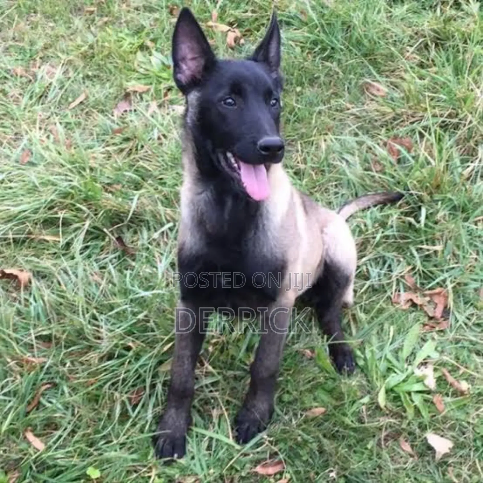 6-12 months Female Purebred Belgian Malinois
