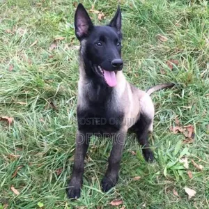 6-12 months Female Purebred Belgian Malinois