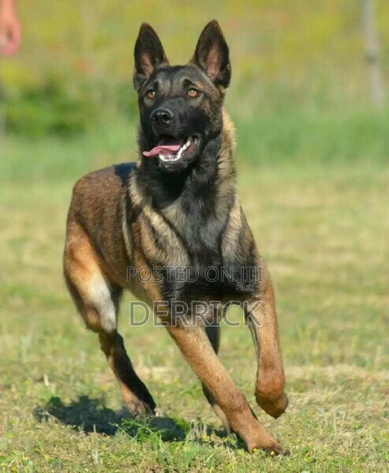 6-12 months Female Purebred Belgian Malinois