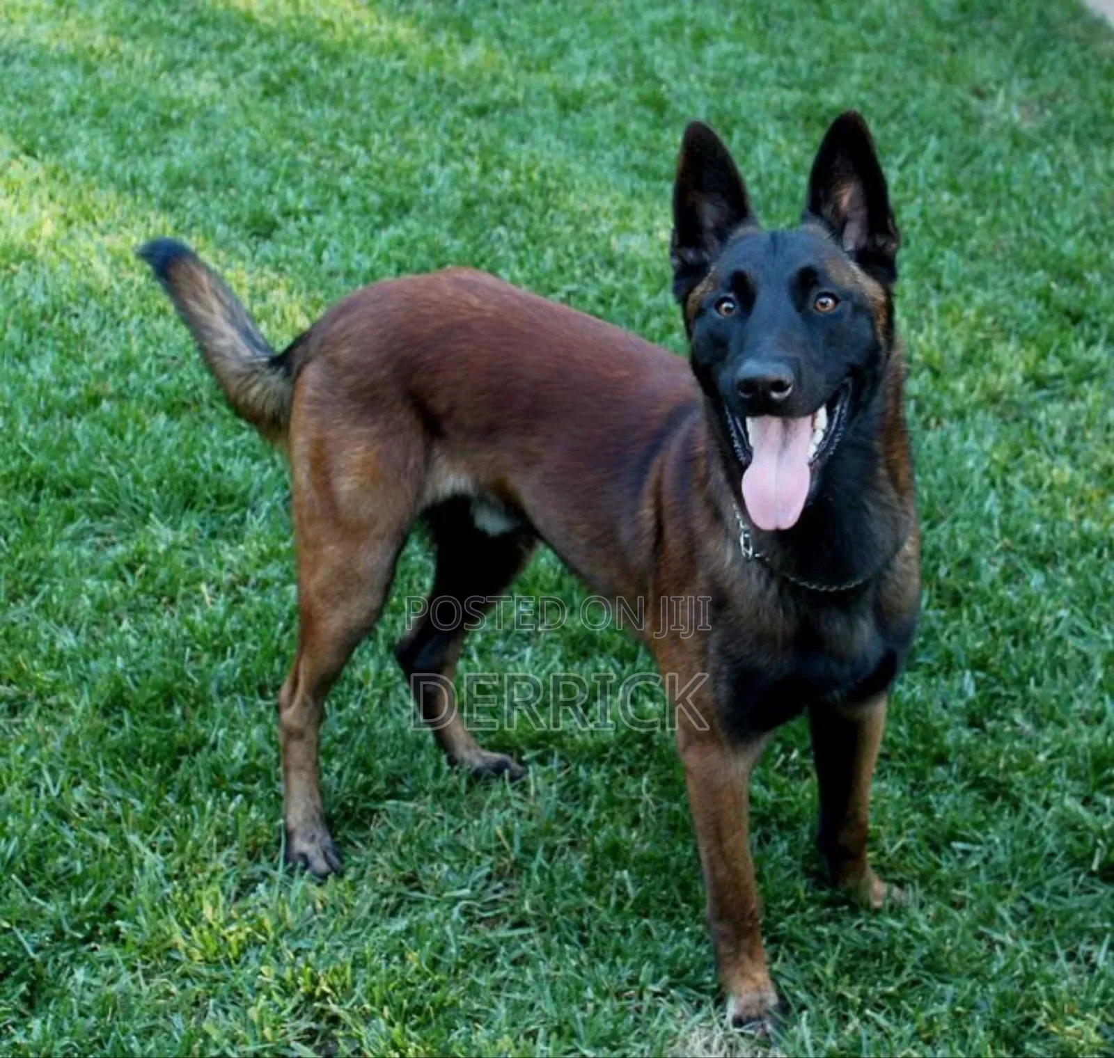 6-12 months Female Purebred Belgian Malinois
