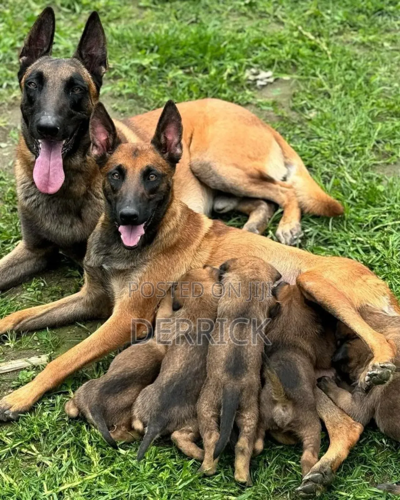 6-12 months Female Purebred Belgian Malinois