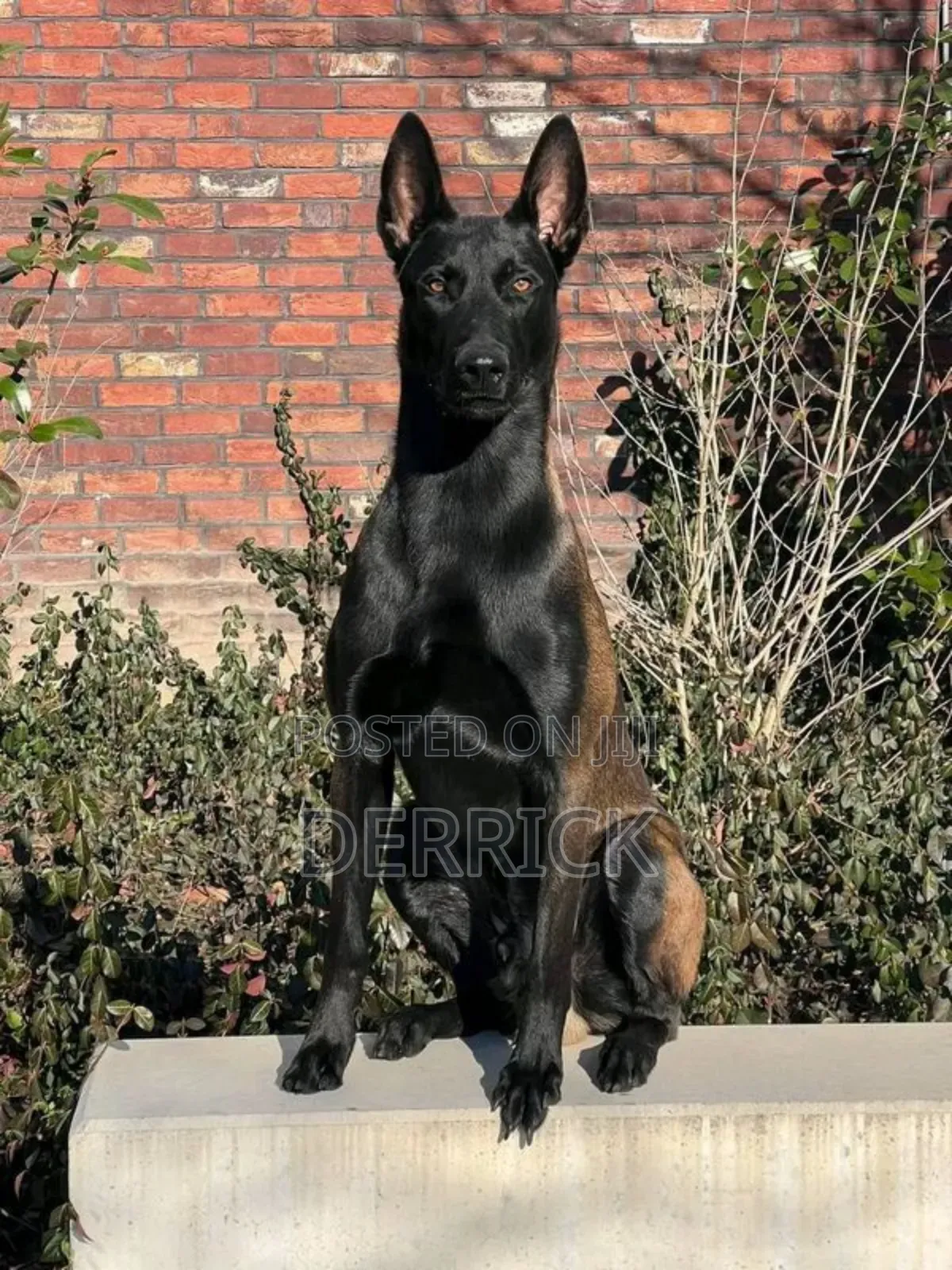 6-12 months Female Purebred Belgian Malinois