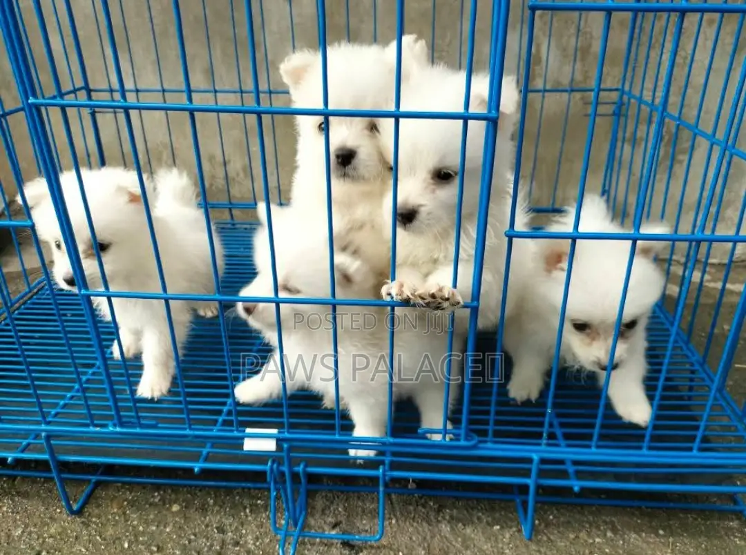1-3 months Male Purebred Japanese Spitz