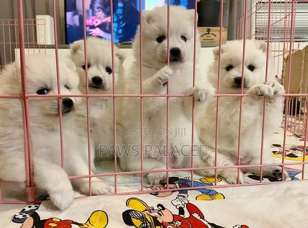 1-3 months Male Purebred Japanese Spitz - thumbnail 2
