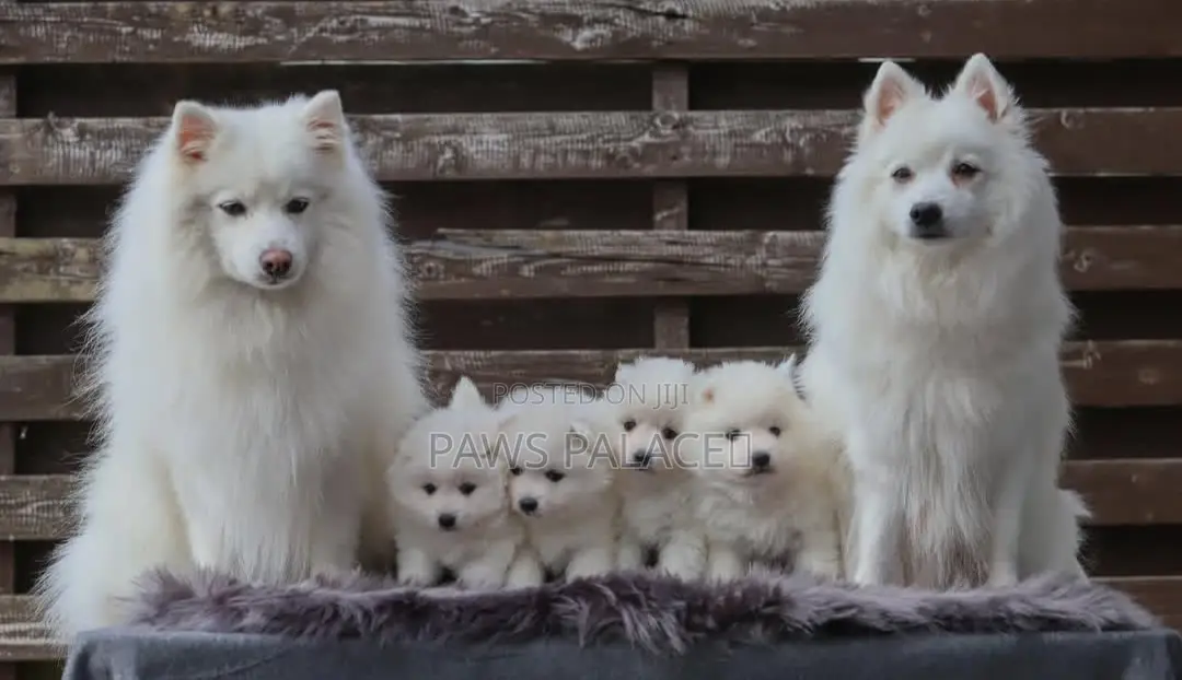 1-3 months Male Purebred Japanese Spitz