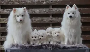 1-3 months Male Purebred Japanese Spitz