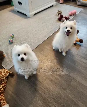 1-3 months Male Purebred Japanese Spitz