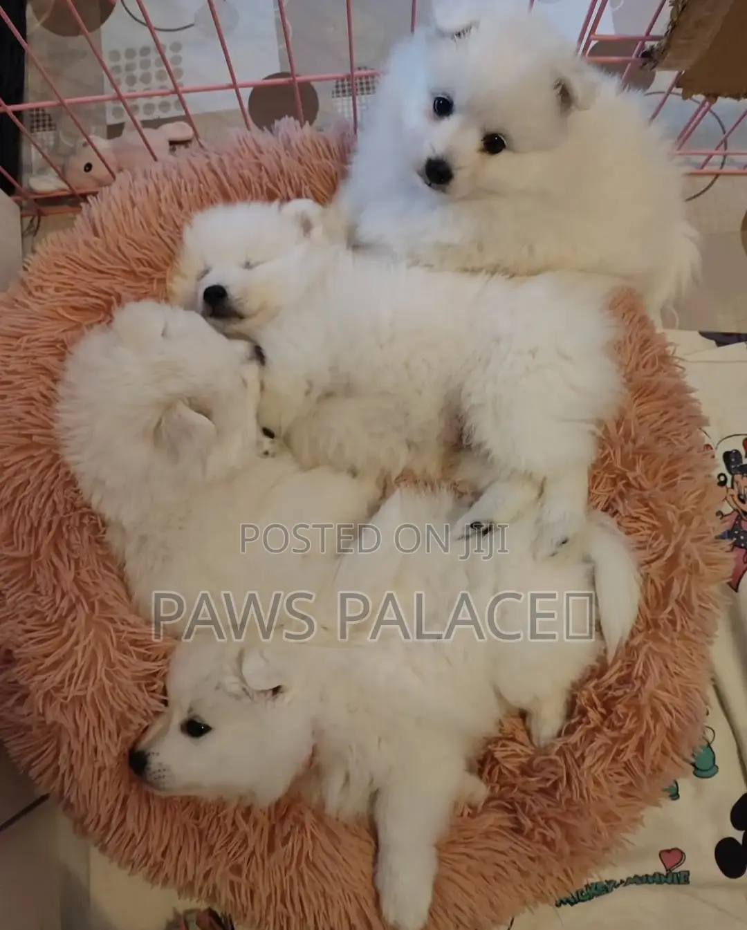 1-3 months Male Purebred Japanese Spitz