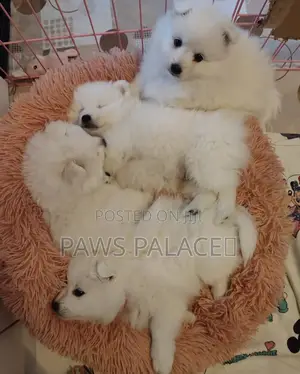 1-3 months Male Purebred Japanese Spitz