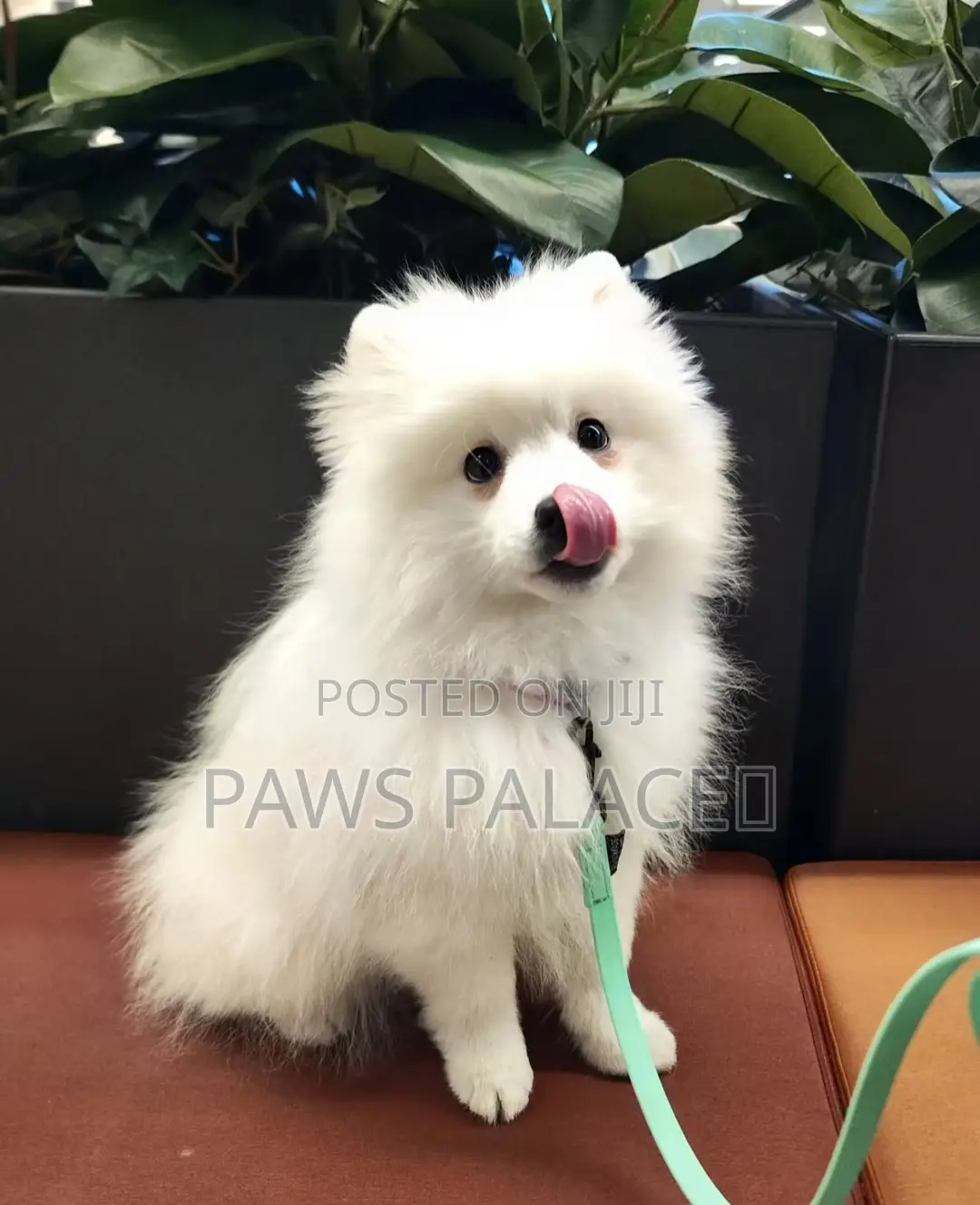 1-3 months Male Purebred Japanese Spitz