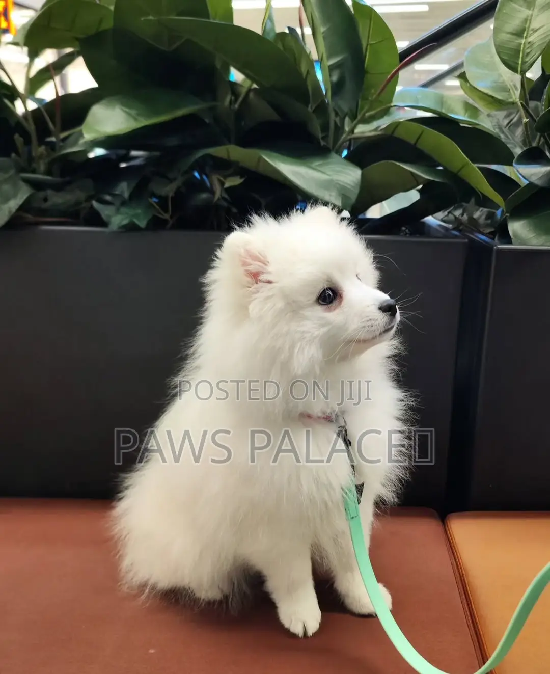 1-3 months Male Purebred Japanese Spitz