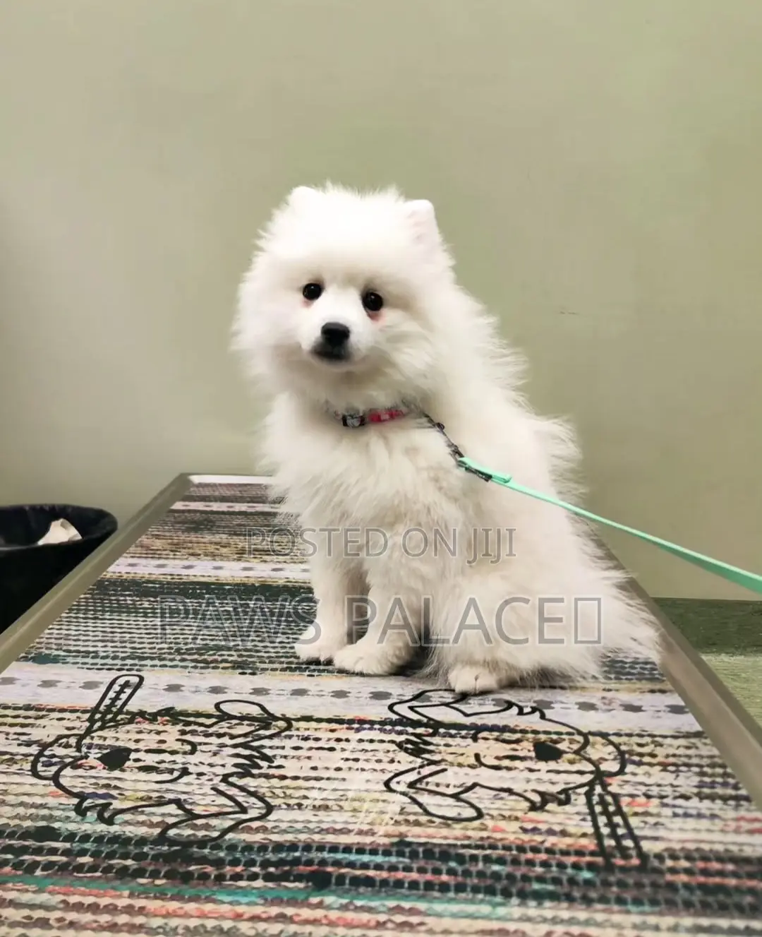 1-3 months Male Purebred Japanese Spitz
