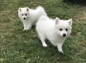 1-3 months Female Purebred Japanese Spitz