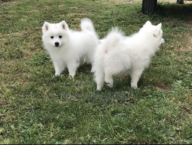 1-3 months Female Purebred Japanese Spitz - thumbnail 2