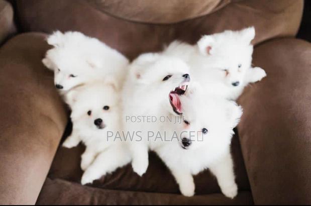 1-3 months Female Purebred Japanese Spitz - thumbnail 3