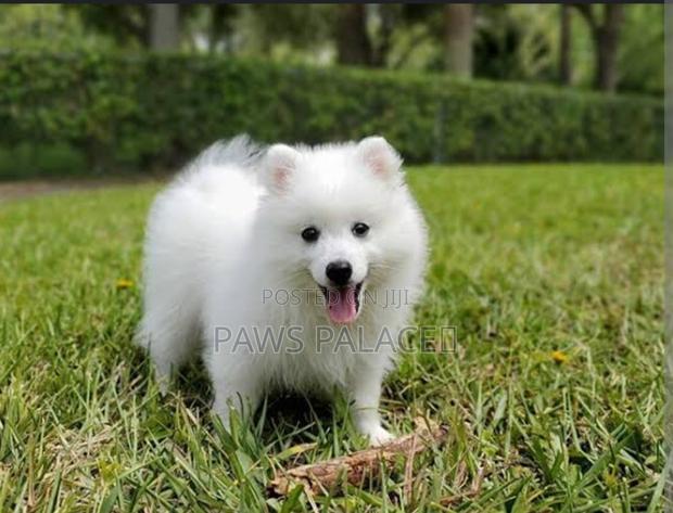 1-3 months Female Purebred Japanese Spitz - thumbnail 4
