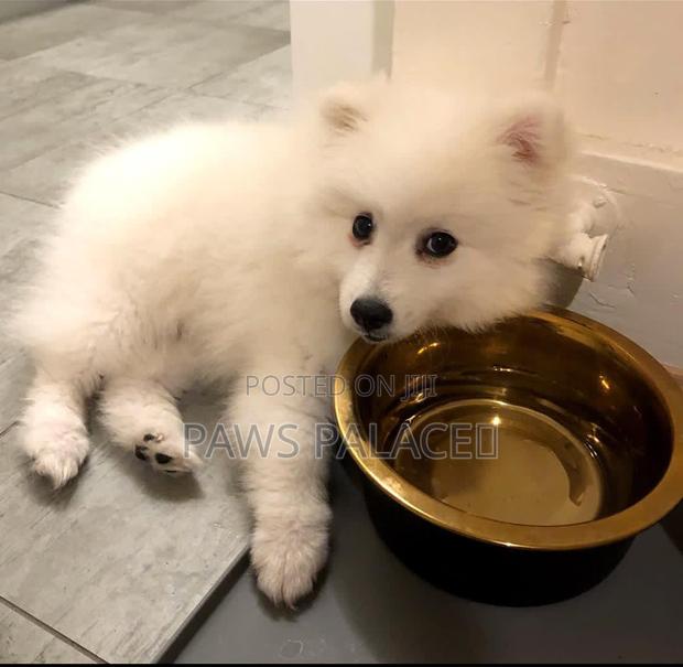 1-3 months Female Purebred Japanese Spitz - thumbnail 5