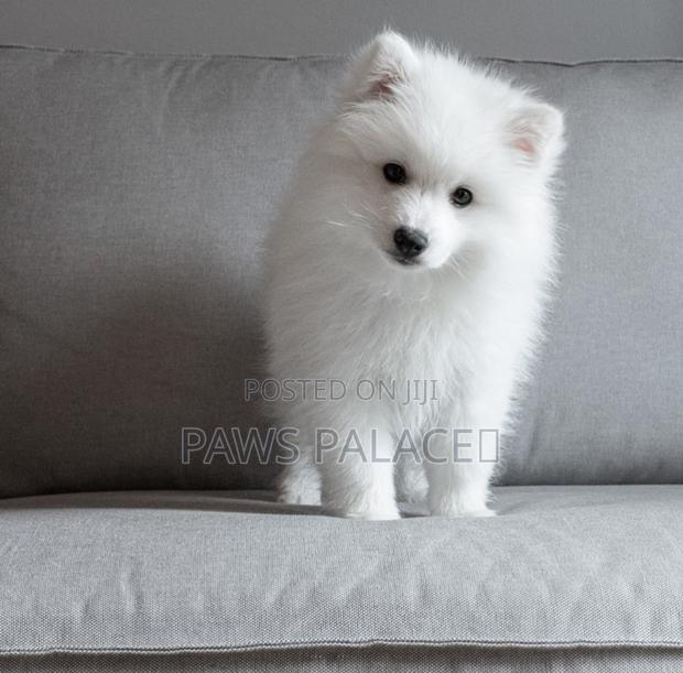 1-3 months Female Purebred Japanese Spitz - thumbnail 6