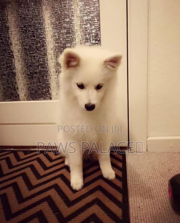 1-3 months Female Purebred Japanese Spitz - thumbnail 9