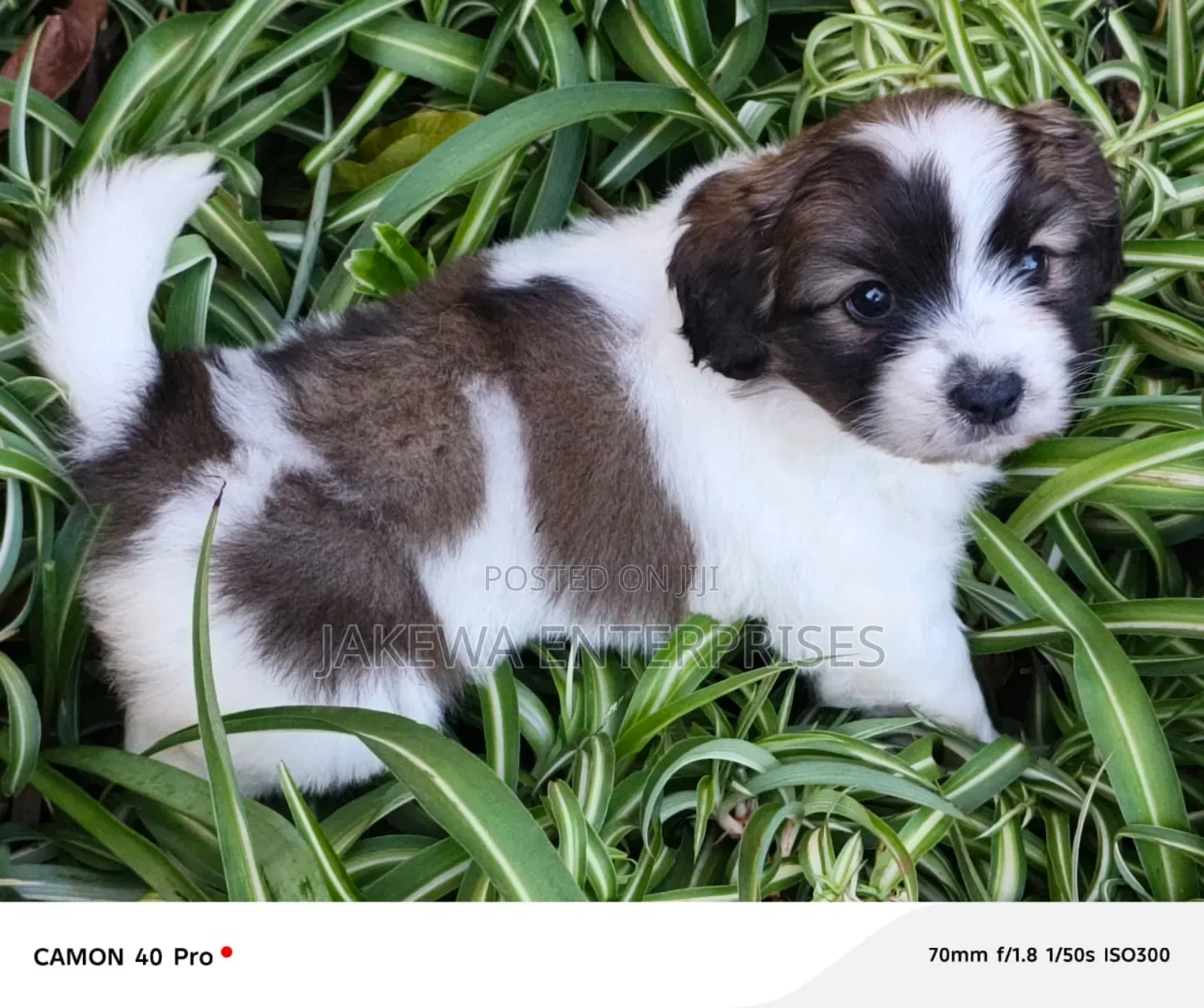 1-3 months Male Purebred Havanese
