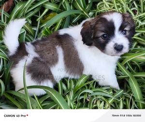 1-3 months Male Purebred Havanese - thumbnail 2