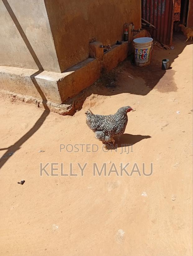 Female Orpingtons on Offer - thumbnail 3