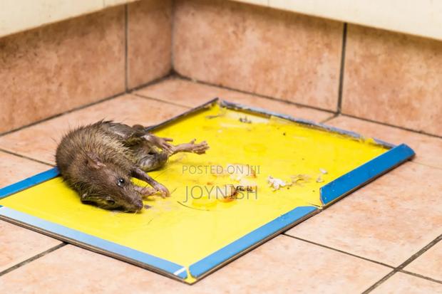 Rat Trap Available - thumbnail 2