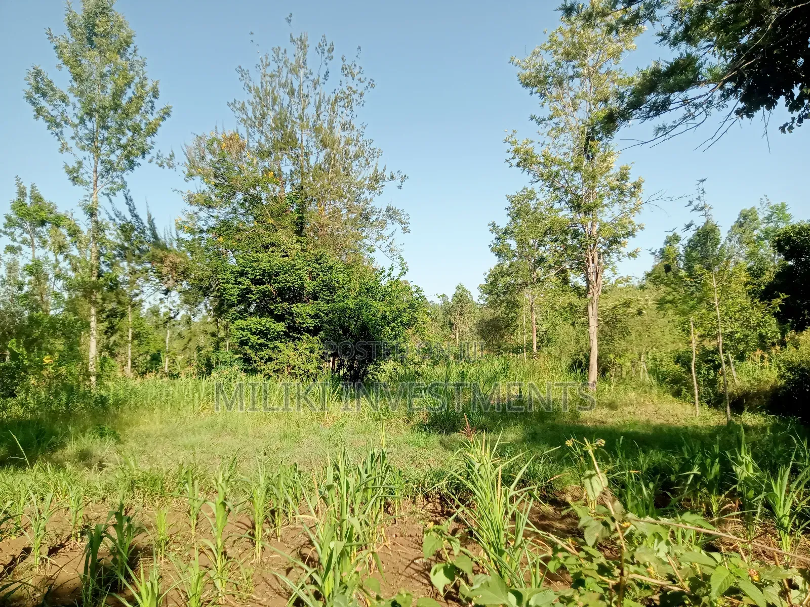 One Acre of Land on Sale at Makuyu