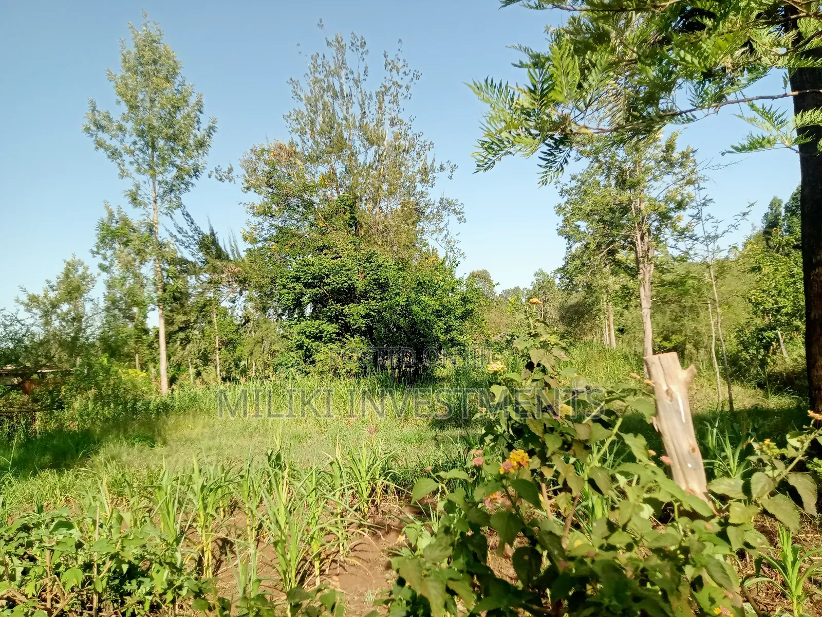 One Acre of Land on Sale at Makuyu