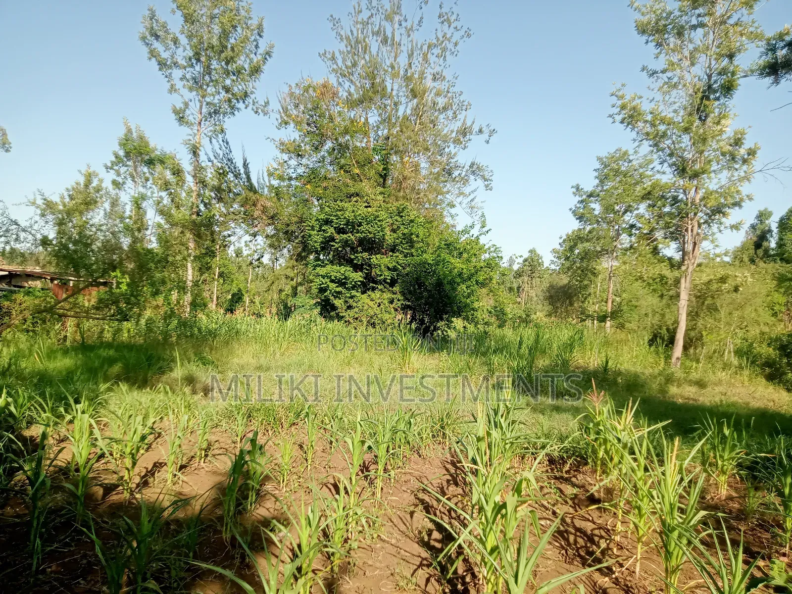 One Acre of Land on Sale at Makuyu