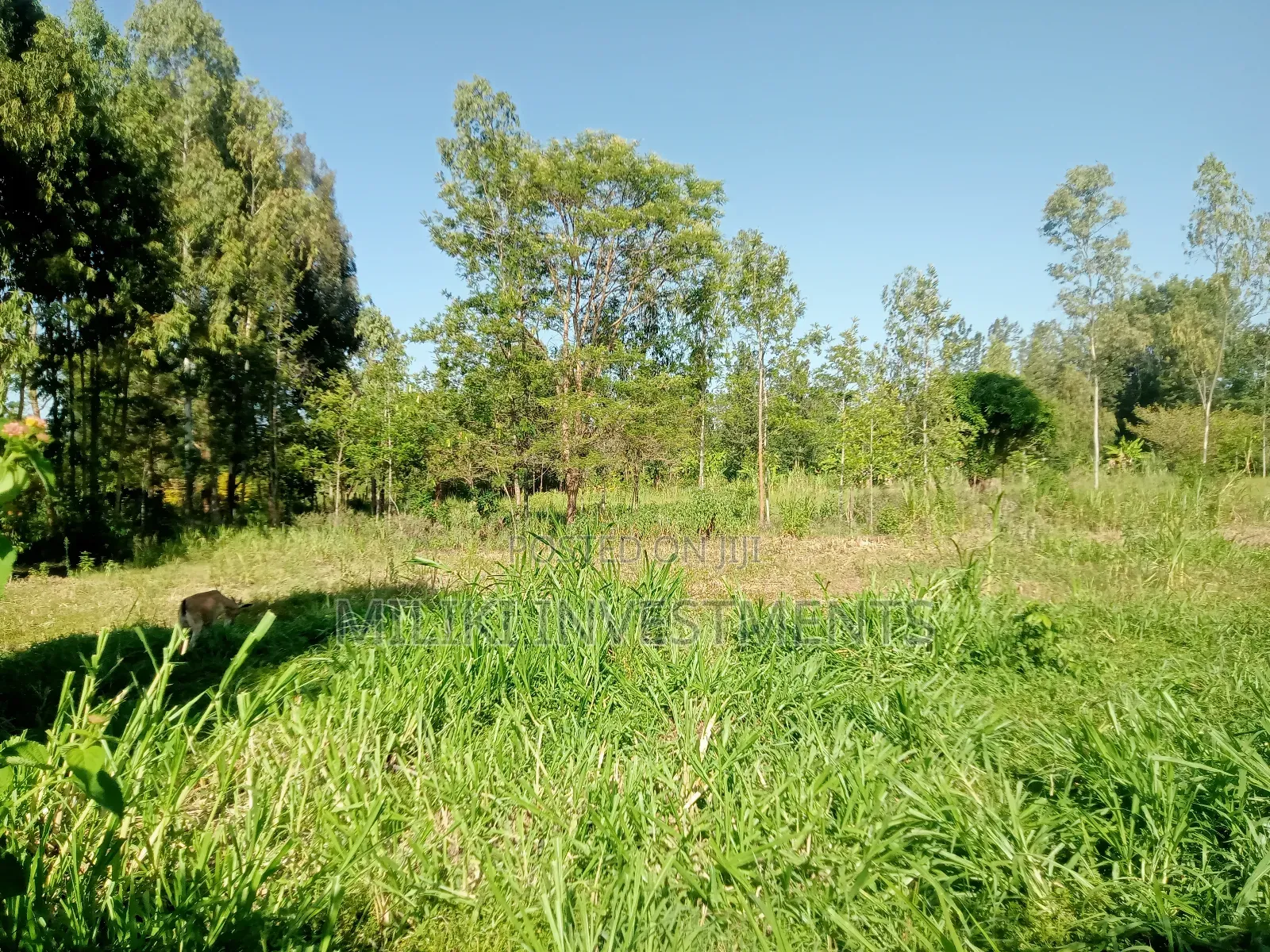 One Acre of Land on Sale at Makuyu