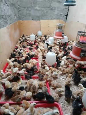 3 Weeks Old Improved Kienyeji - main view