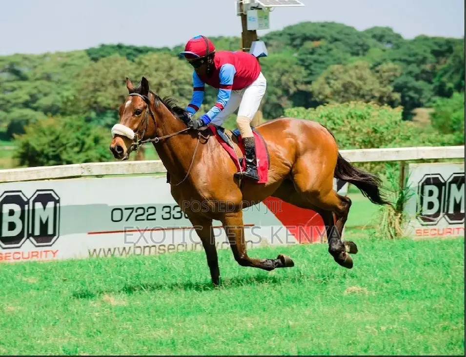 South African Thoroughbred Gelding For Sale