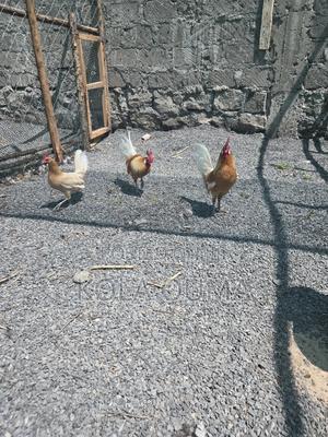 Fertilized Fresian Eggs - main view