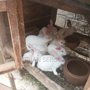 Chinchilla Rabbits - main view