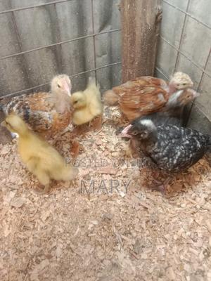 Rouen and Ducklings, Gooselings - thumbnail 2