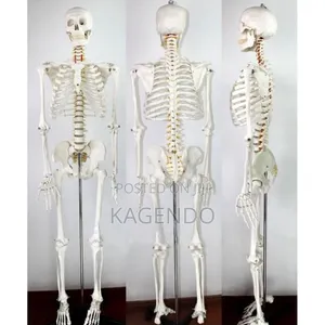 Life-Size Human Skeleton – 170 Cm Tall