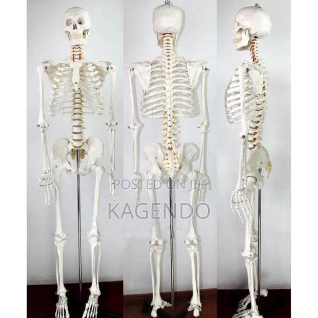 Life-Size Human Skeleton – 170 Cm Tall