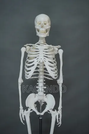 Life-Size Human Skeleton – 102 Cm Tall