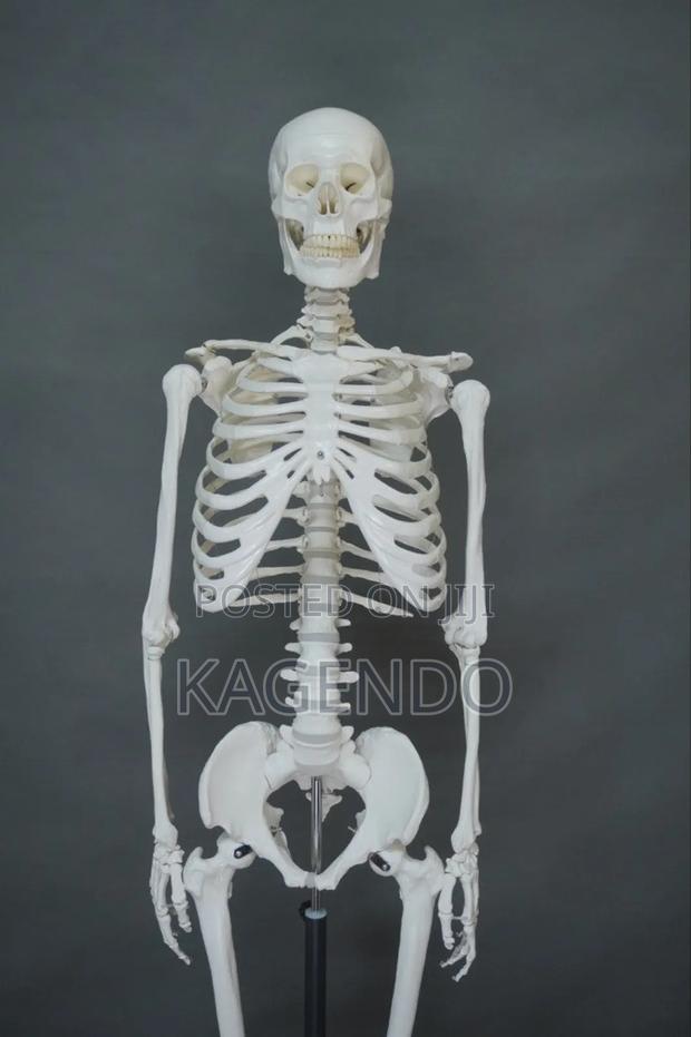 Life-Size Human Skeleton – 102 Cm Tall