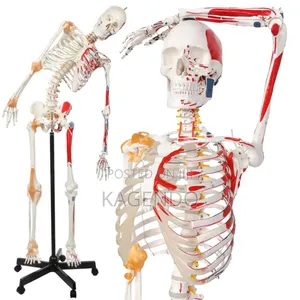 Anatomical Skeleton With Muscles Ligaments – 102 Cm
