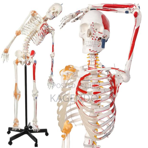 Anatomical Skeleton With Muscles Ligaments – 102 Cm