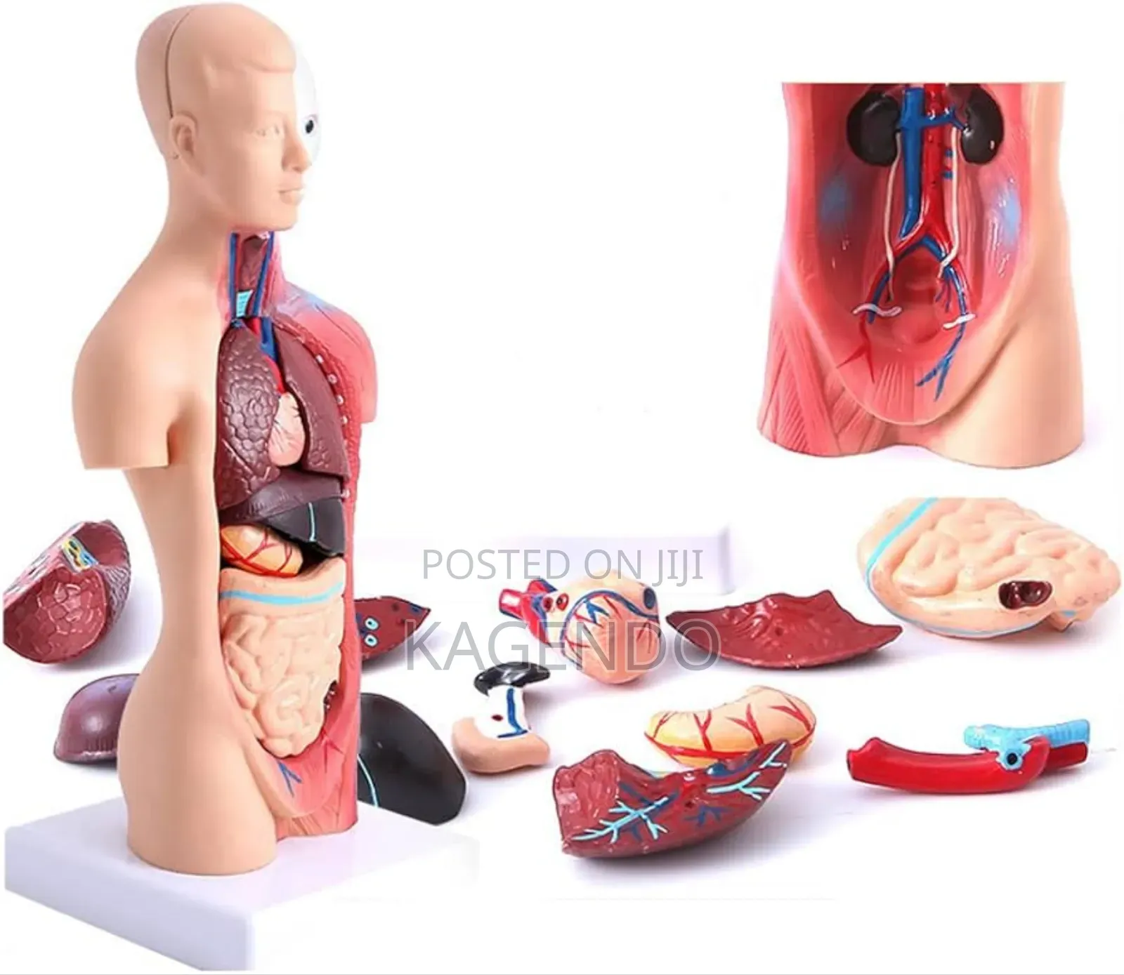 Human Torso Model – 40 Parts (Anatomical Teaching Model)