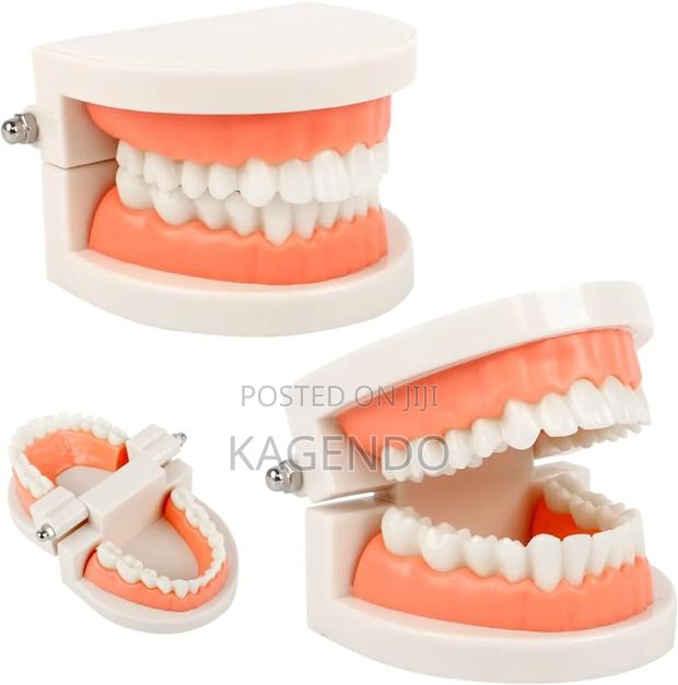 Dental Care Model – Oral Hygiene Teaching Aid