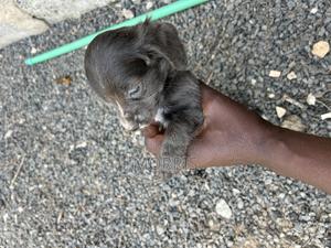 1-3 months Male Purebred Cocker Spaniel - thumbnail 2