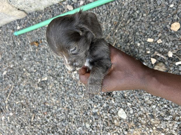1-3 months Male Purebred Cocker Spaniel - main view