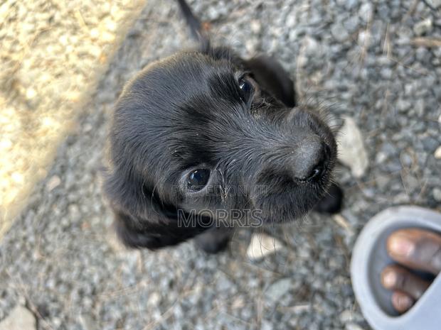 1-3 months Male Purebred Cocker Spaniel - thumbnail 3