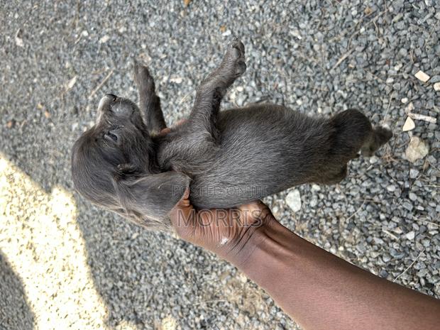 1-3 months Male Purebred Cocker Spaniel - thumbnail 4