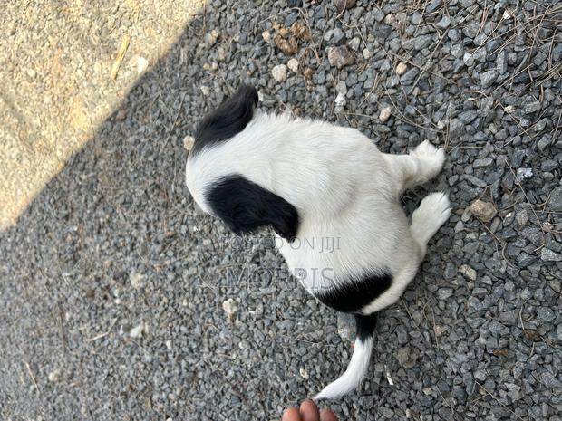1-3 months Male Purebred Cocker Spaniel - thumbnail 5